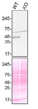 TIA1 Rabbit Polyclonal Antibody