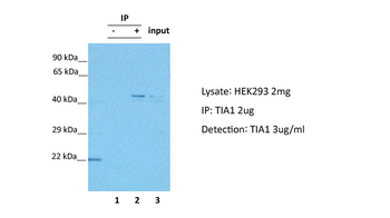 TIA1 Rabbit Polyclonal Antibody