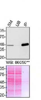TIA1 Rabbit Polyclonal Antibody