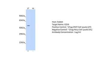 FZD9 Rabbit Polyclonal Antibody