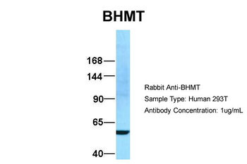 BHMT Rabbit Polyclonal Antibody