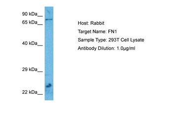 FN1 Rabbit Polyclonal Antibody