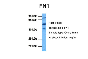 FN1 Rabbit Polyclonal Antibody