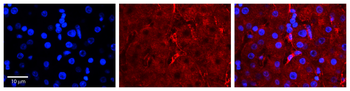 LBP Rabbit Polyclonal Antibody