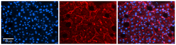 LBP Rabbit Polyclonal Antibody