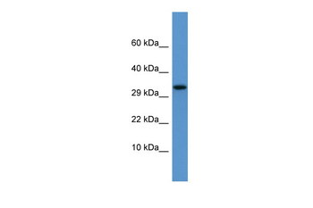 Apof Rabbit Polyclonal Antibody