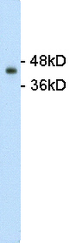 GNAS Rabbit Polyclonal Antibody