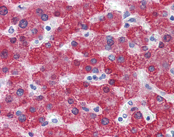 MAOB Rabbit Polyclonal Antibody