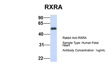 RXRA Rabbit Polyclonal Antibody