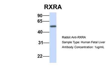 RXRA Rabbit Polyclonal Antibody