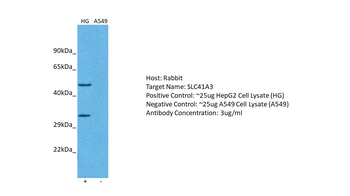 SLC41A3 Rabbit Polyclonal Antibody