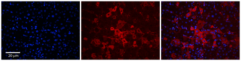 SLCO1A2 Rabbit Polyclonal Antibody
