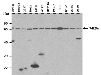 SLC20A1 Rabbit Polyclonal Antibody