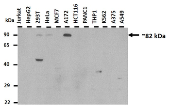 SLC15A2 Rabbit Polyclonal Antibody