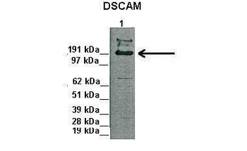DSCAM Rabbit Polyclonal Antibody