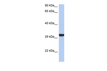 GZMK Rabbit Polyclonal Antibody