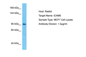 ICAM5 Rabbit Polyclonal Antibody