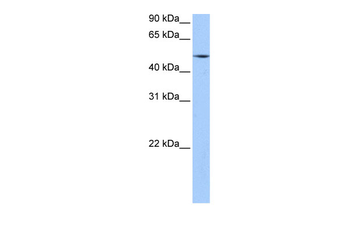 ESRRG Rabbit Polyclonal Antibody