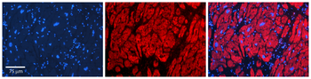 CBR1 Rabbit Polyclonal Antibody