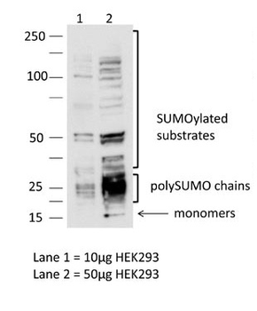 Sumo3 Rabbit Polyclonal Antibody