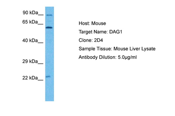 Dag1 Rabbit Polyclonal Antibody