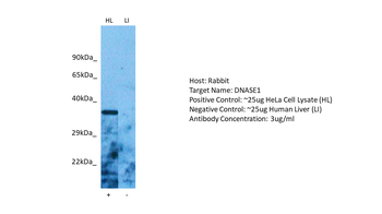 DNASE1 Rabbit Polyclonal Antibody