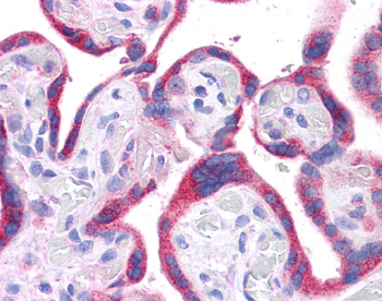 DLL1 Rabbit Polyclonal Antibody