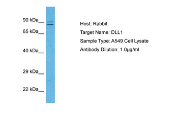DLL1 Rabbit Polyclonal Antibody