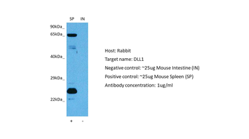 DLL1 Rabbit Polyclonal Antibody