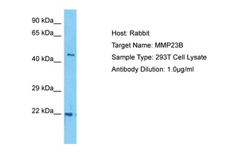 MMP23B Rabbit Polyclonal Antibody