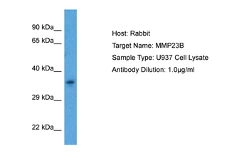 MMP23B Rabbit Polyclonal Antibody