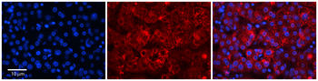 RER1 Rabbit Polyclonal Antibody