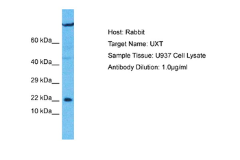 UXT Rabbit Polyclonal Antibody