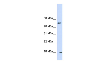 ERH Rabbit Polyclonal Antibody