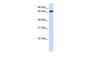 HSPA8 Rabbit Polyclonal Antibody