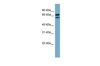 HSPA8 Rabbit Polyclonal Antibody