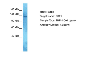 RSF1 Rabbit Polyclonal Antibody