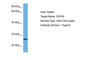GSTA5 Rabbit Polyclonal Antibody