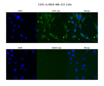 CDYL Rabbit Polyclonal Antibody