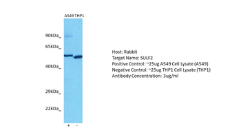 SULF2 Rabbit Polyclonal Antibody