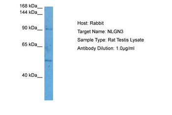 Nlgn3 Rabbit Polyclonal Antibody