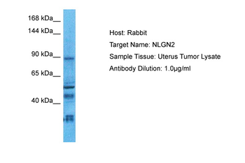 NLGN2 Rabbit Polyclonal Antibody