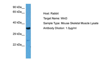 WNT3 Rabbit Polyclonal Antibody