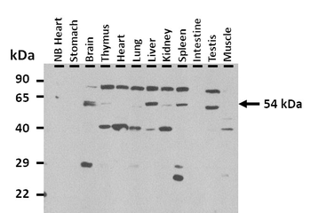 Dgat2 Rabbit Polyclonal Antibody