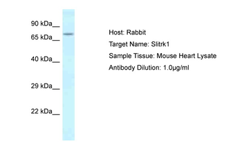 Slitrk1 Rabbit Polyclonal Antibody