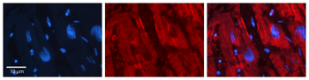 NEDD9 Rabbit Polyclonal Antibody