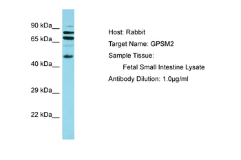 GPSM2 Rabbit Polyclonal Antibody