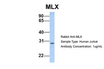 MLX Rabbit Polyclonal Antibody