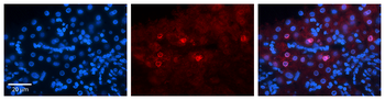 MLX Rabbit Polyclonal Antibody