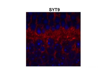 SYT9 Rabbit Polyclonal Antibody